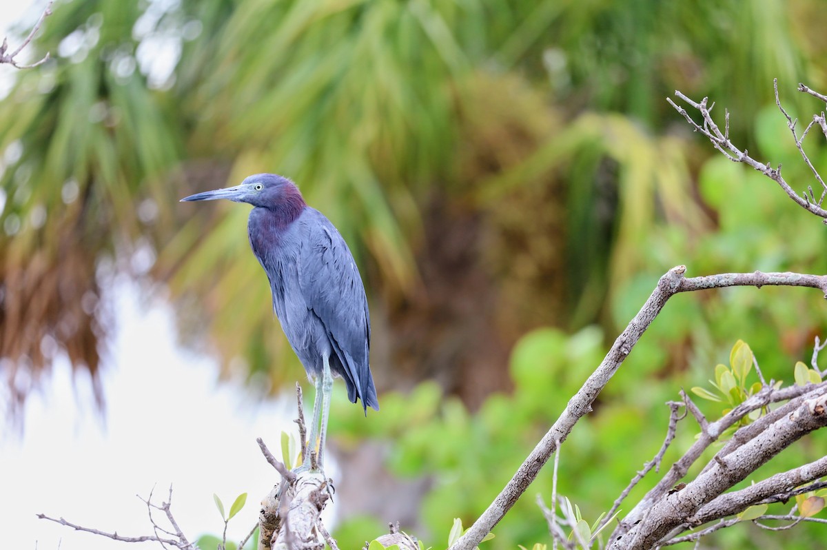 Little Blue Heron - ML622865517