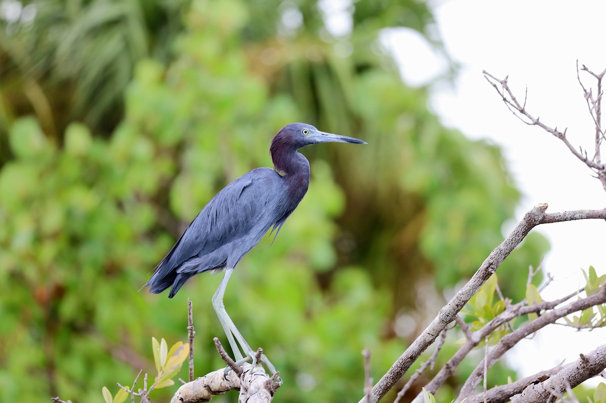 Little Blue Heron - ML622865518