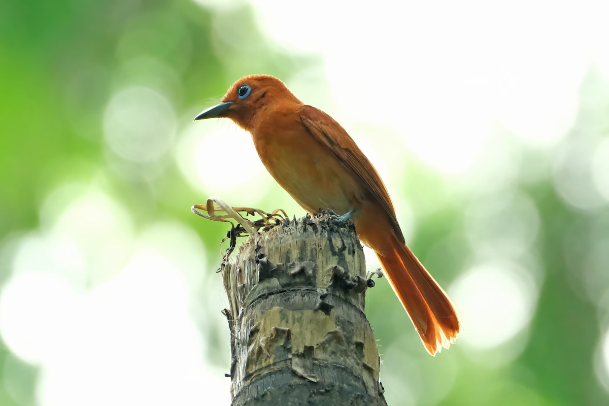 Rufous Paradise-Flycatcher - ML622865526