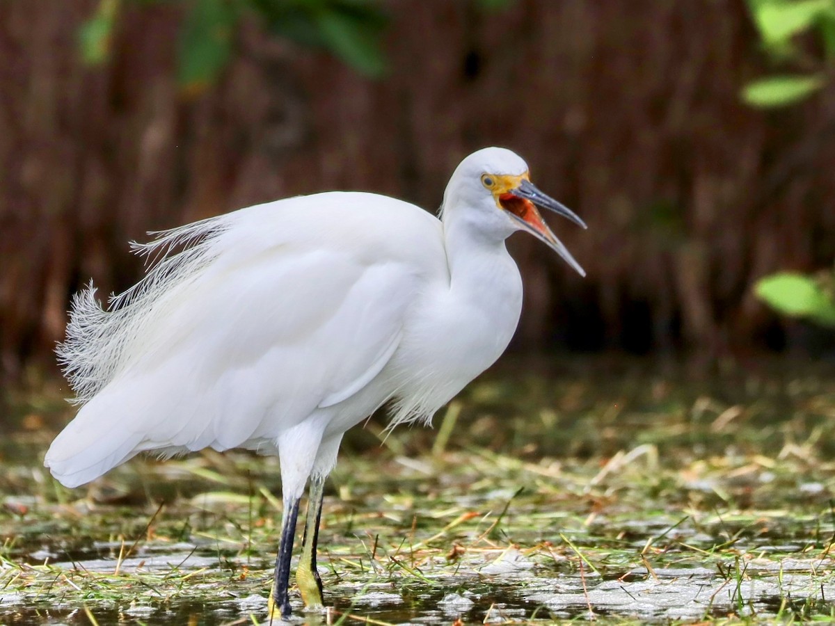 Snowy Egret - ML622865530