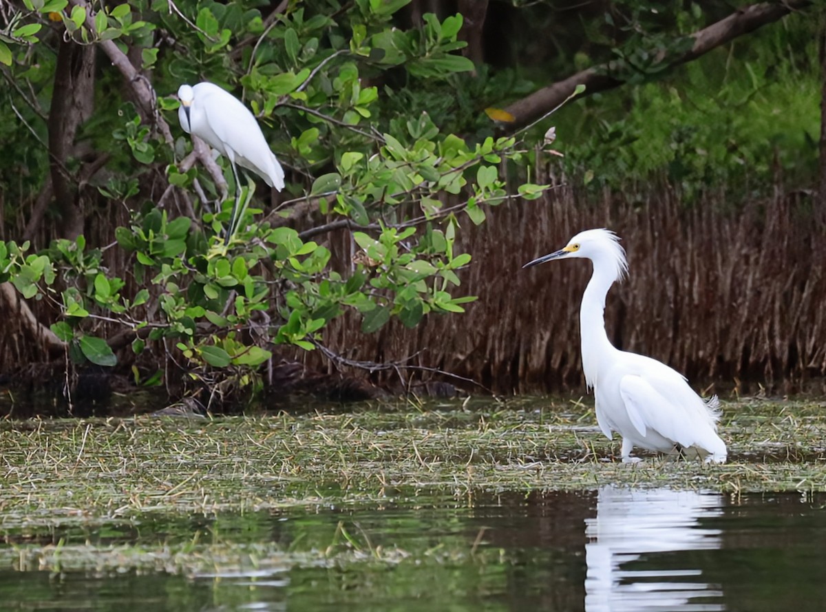 Snowy Egret - ML622865531