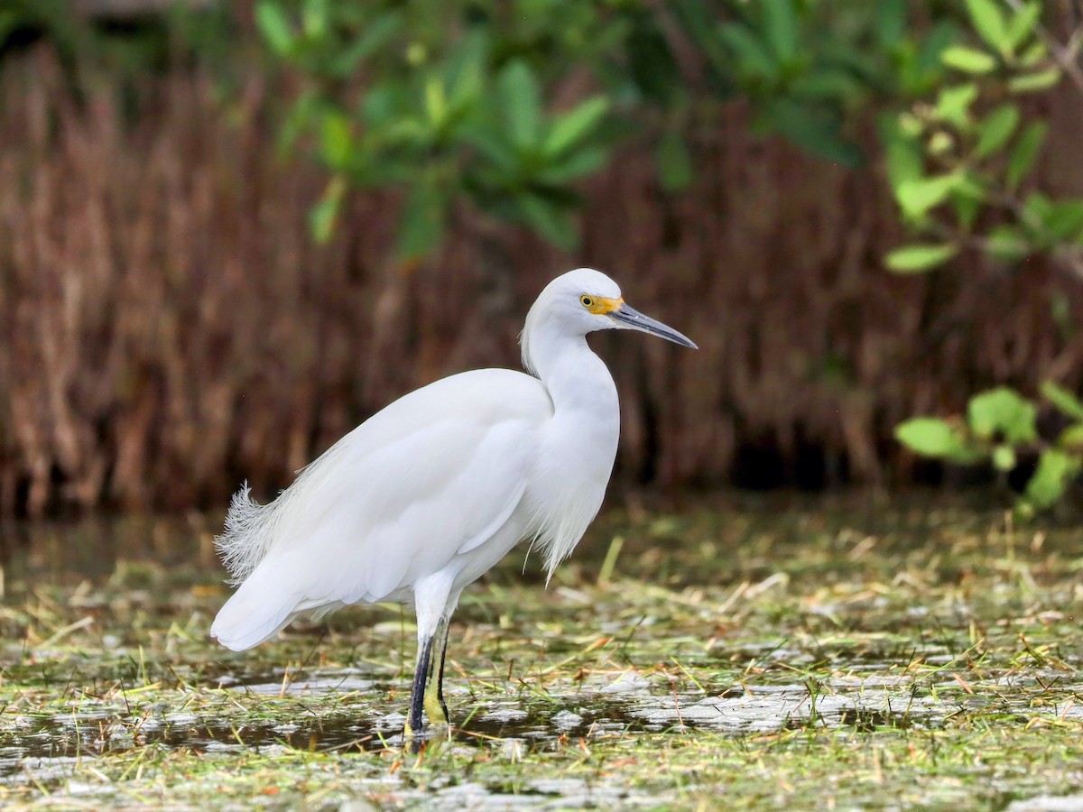 Snowy Egret - ML622865532