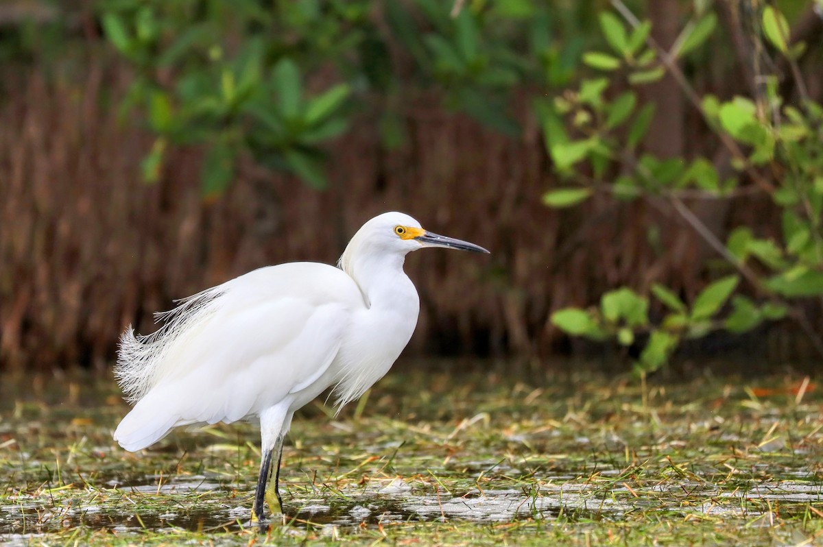 Snowy Egret - ML622865533