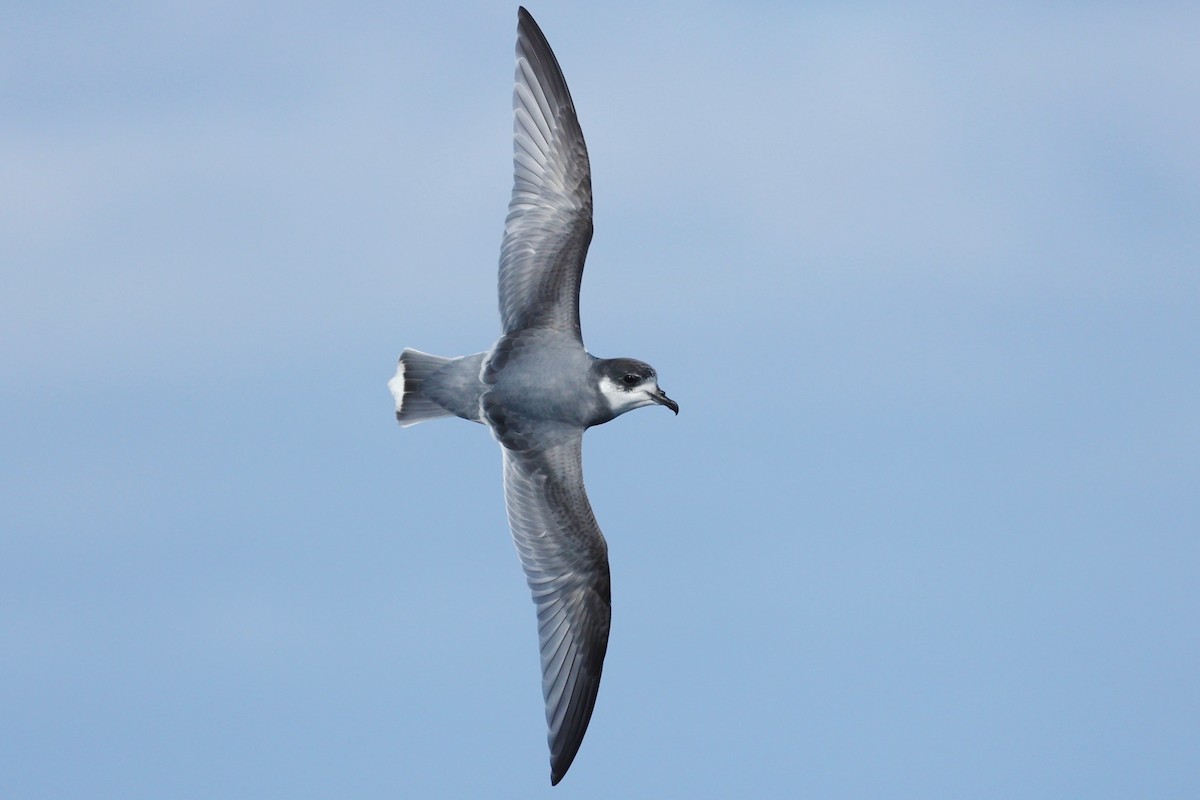 Blue Petrel - ML622865563