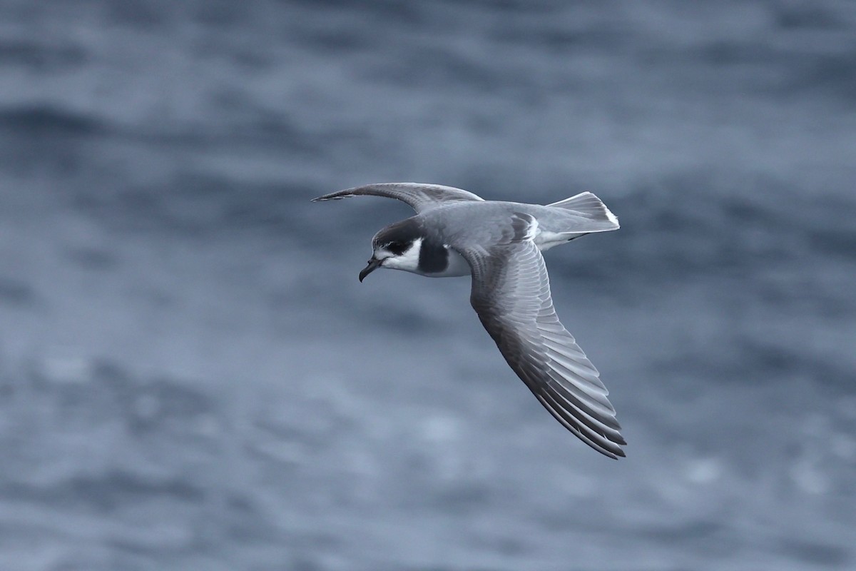 Blue Petrel - ML622865564