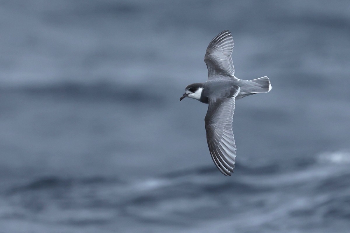 Blue Petrel - ML622865565