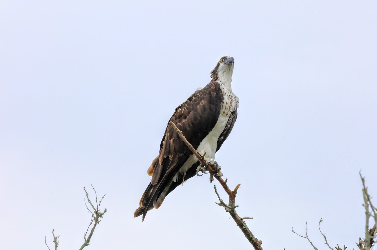 Osprey - ML622865566