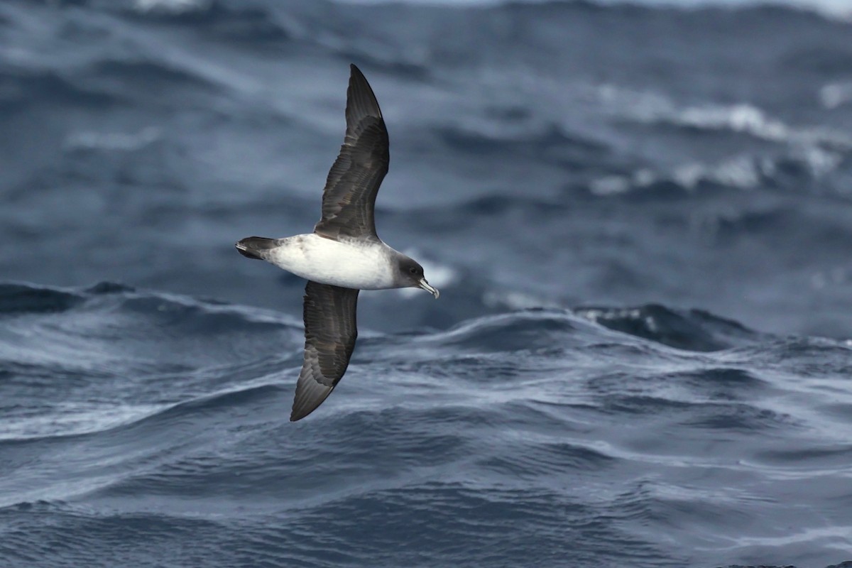 Gray Petrel - ML622865568