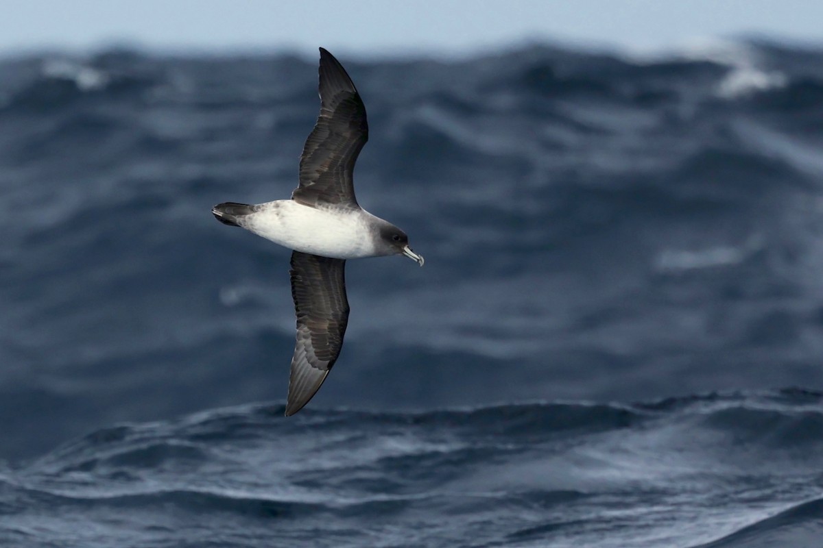 Gray Petrel - ML622865569