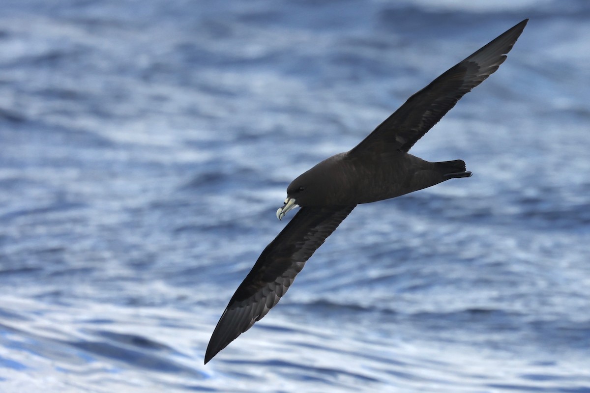 White-chinned Petrel - ML622865570