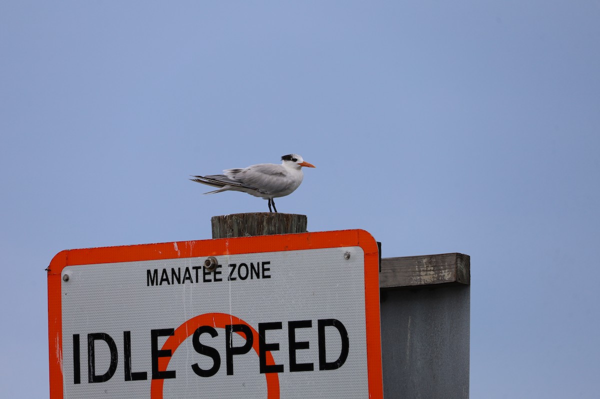 Royal Tern - ML622865572