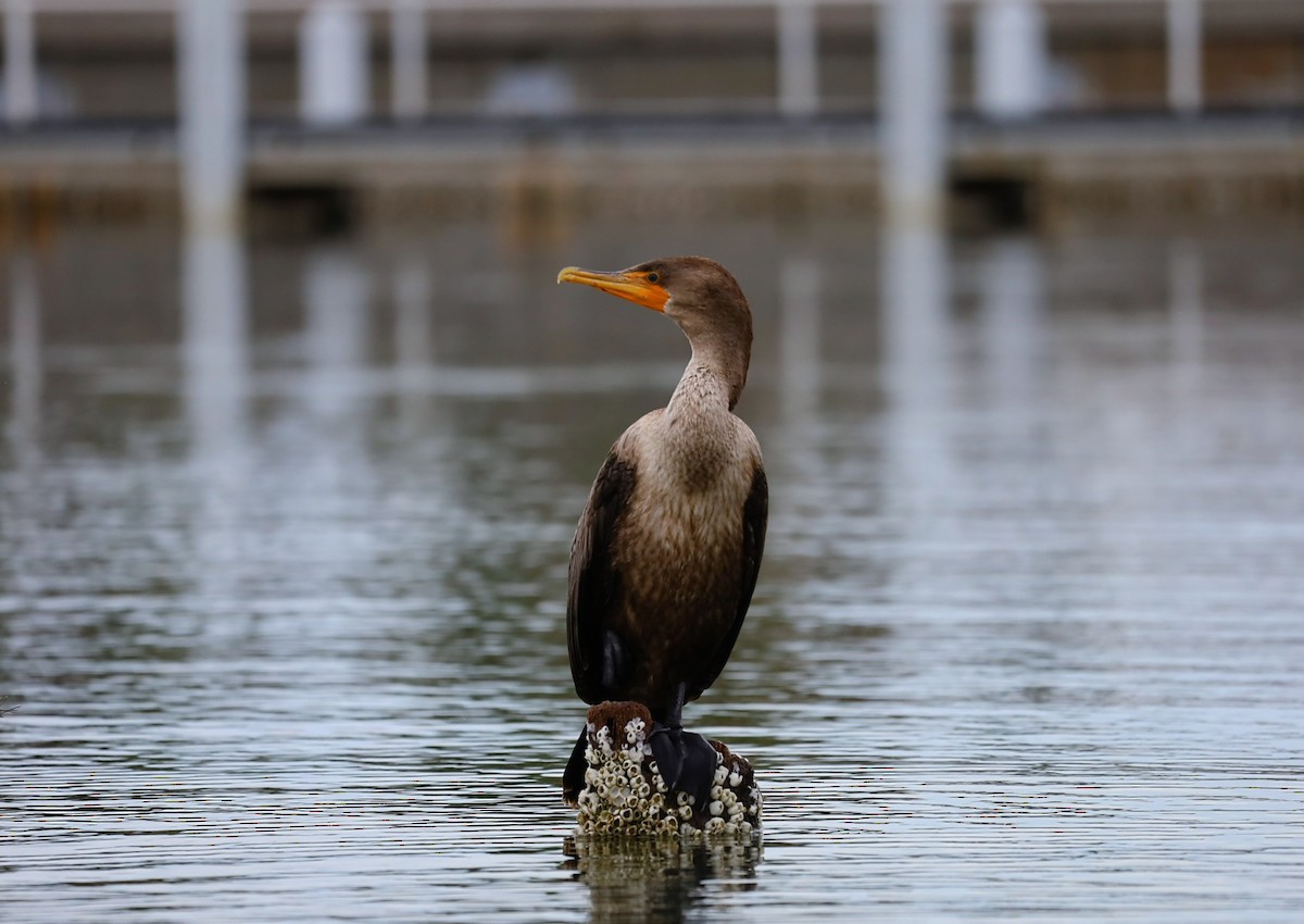 Double-crested Cormorant - ML622865582