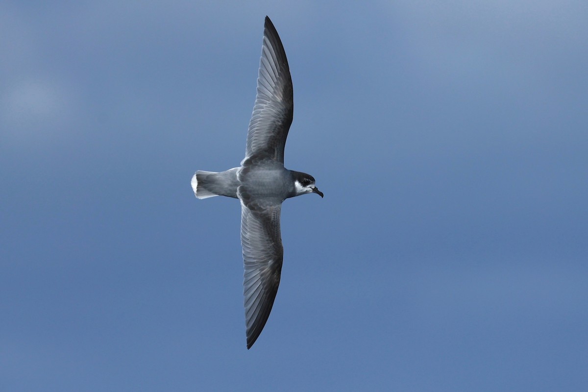 Blue Petrel - ML622865588