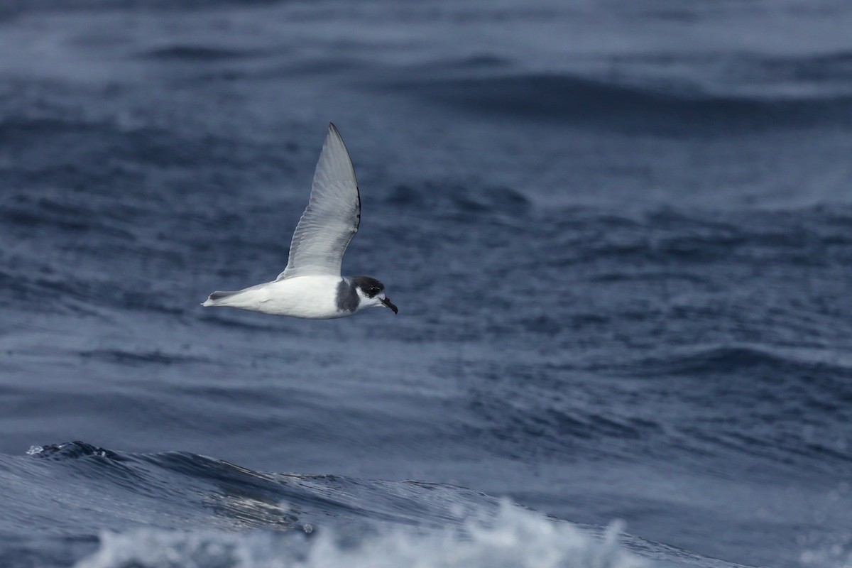 Blue Petrel - ML622865589