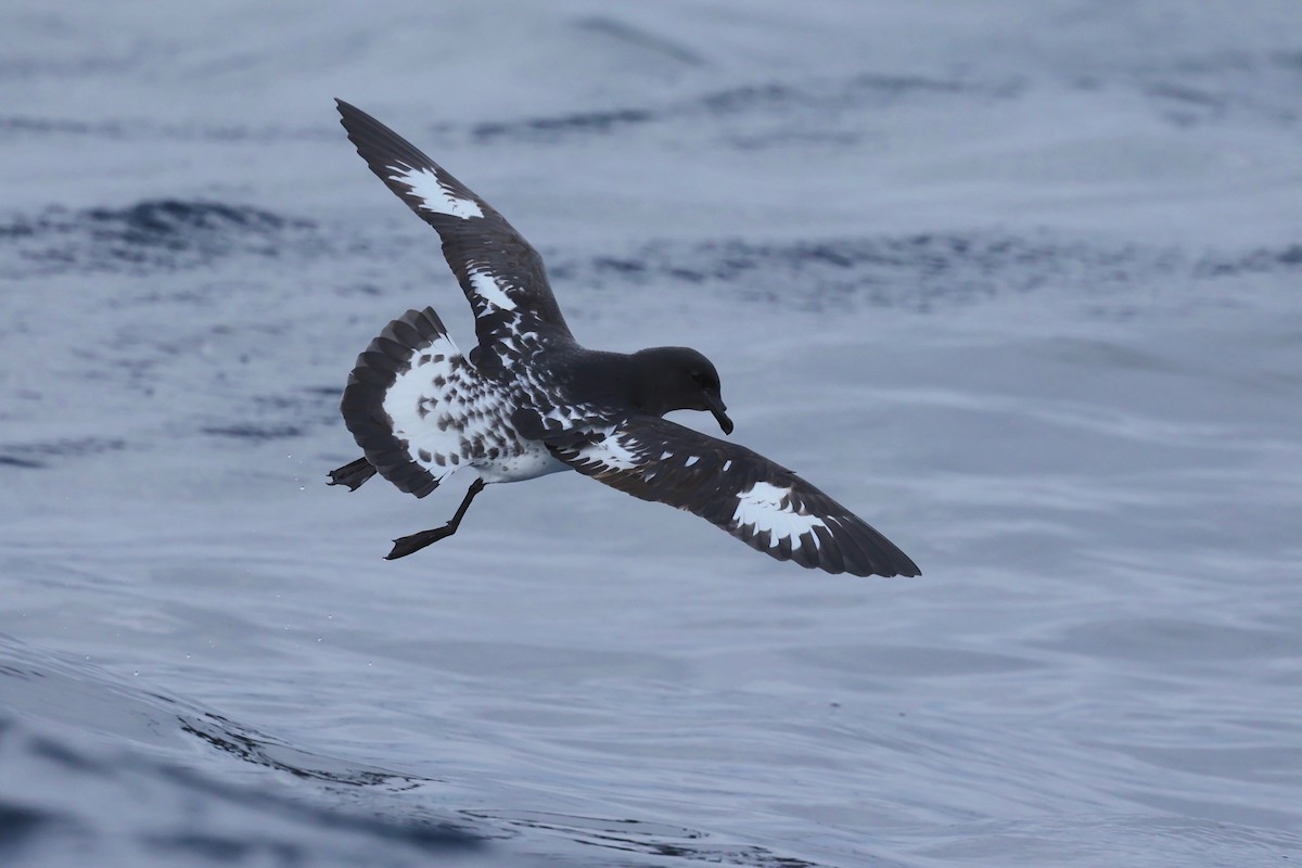 Pintado Petrel (Snares) - ML622865599