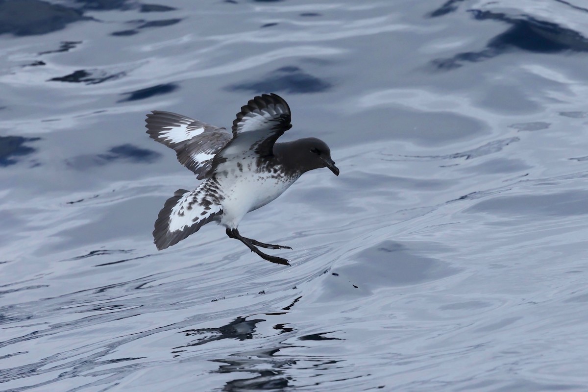Pintado Petrel (Snares) - ML622865600