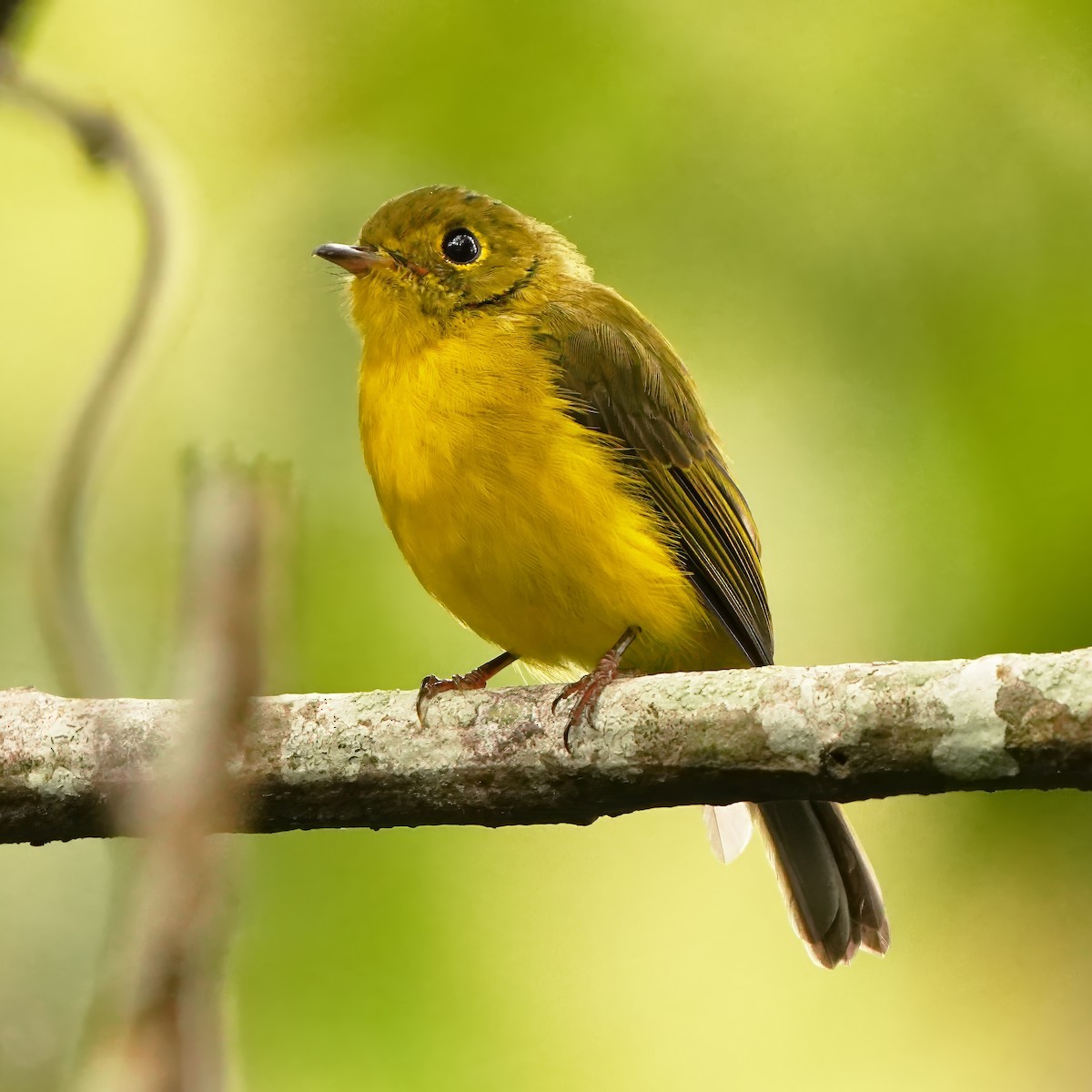 Citrine Canary-Flycatcher - Roberto Yniguez