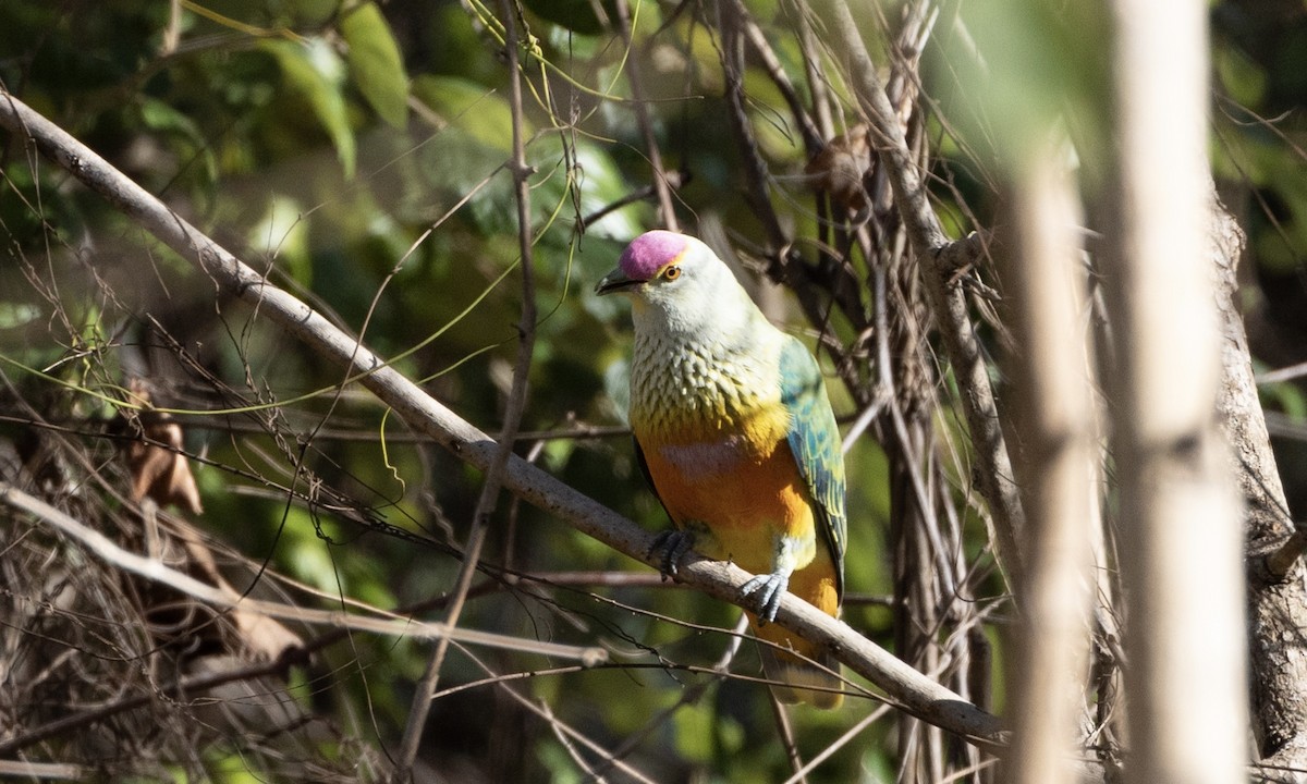 Rose-crowned Fruit-Dove - ML622865617