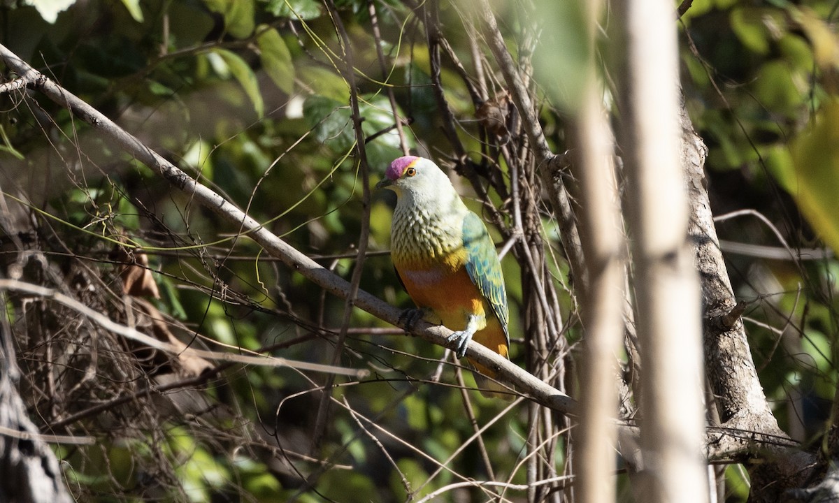 Rose-crowned Fruit-Dove - ML622865618