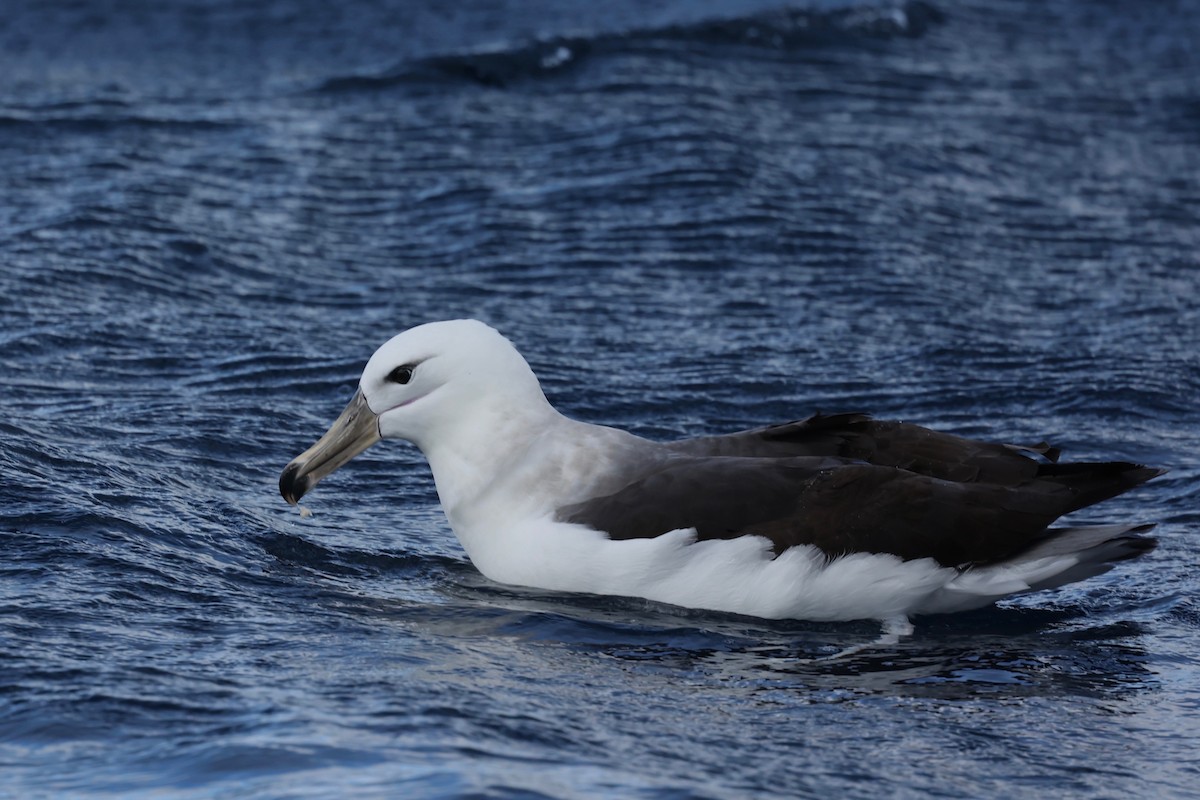 Black-browed Albatross (Black-browed) - ML622865623
