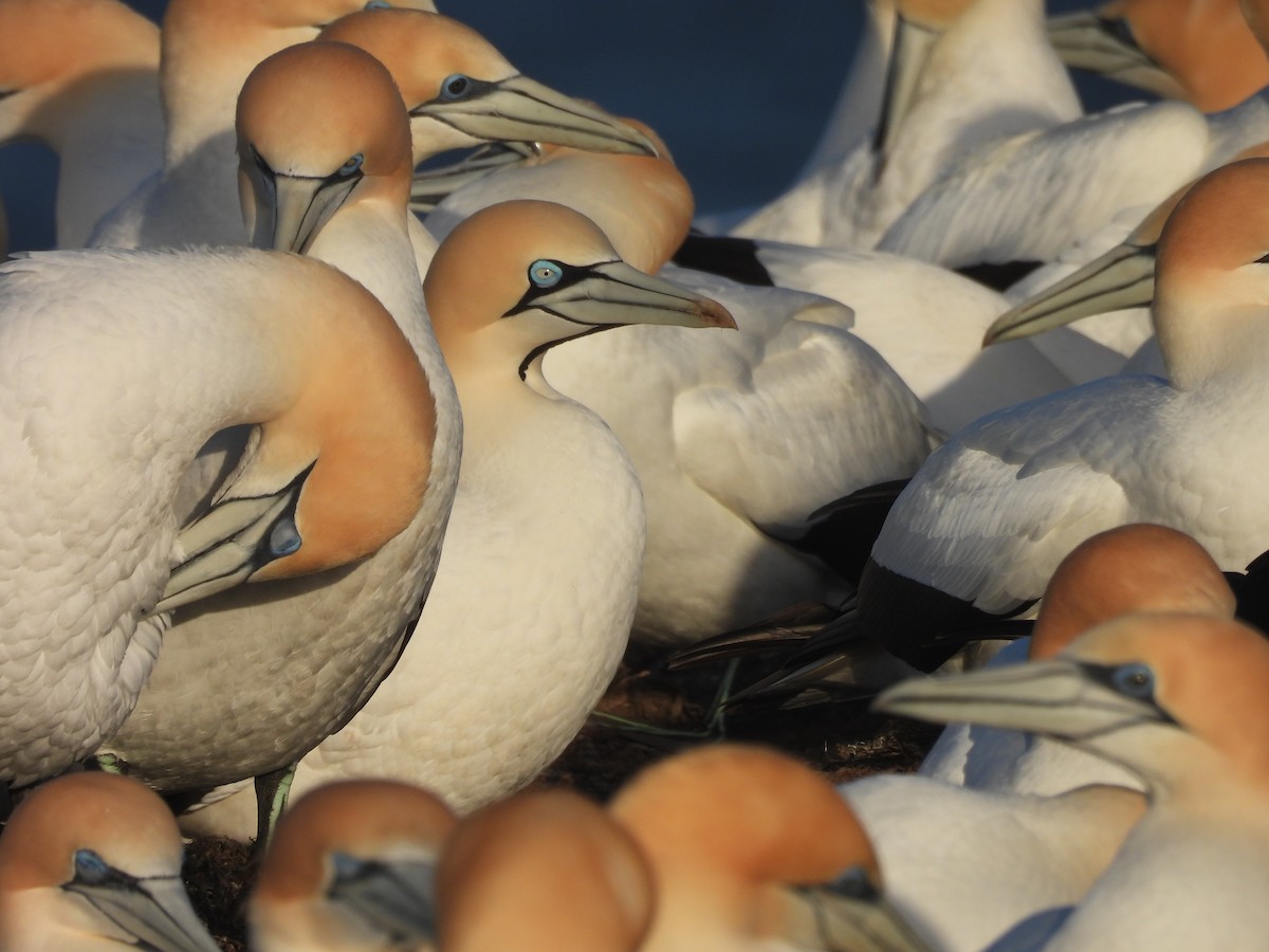 Cape Gannet - Chanith Wijeratne