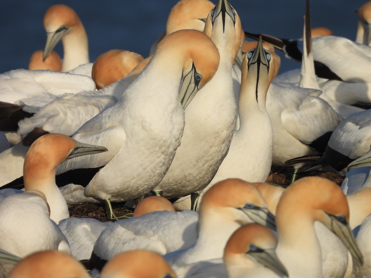 Cape Gannet - ML622865636