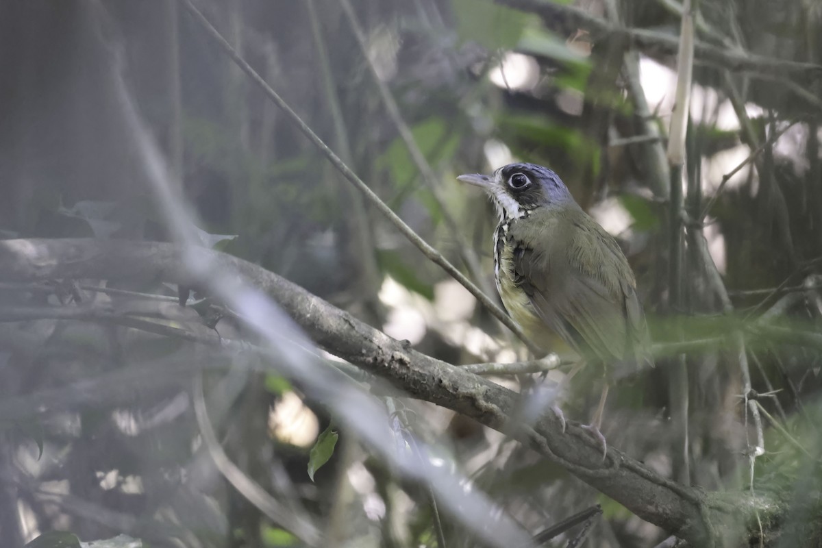 Masked Antpitta - ML622865639