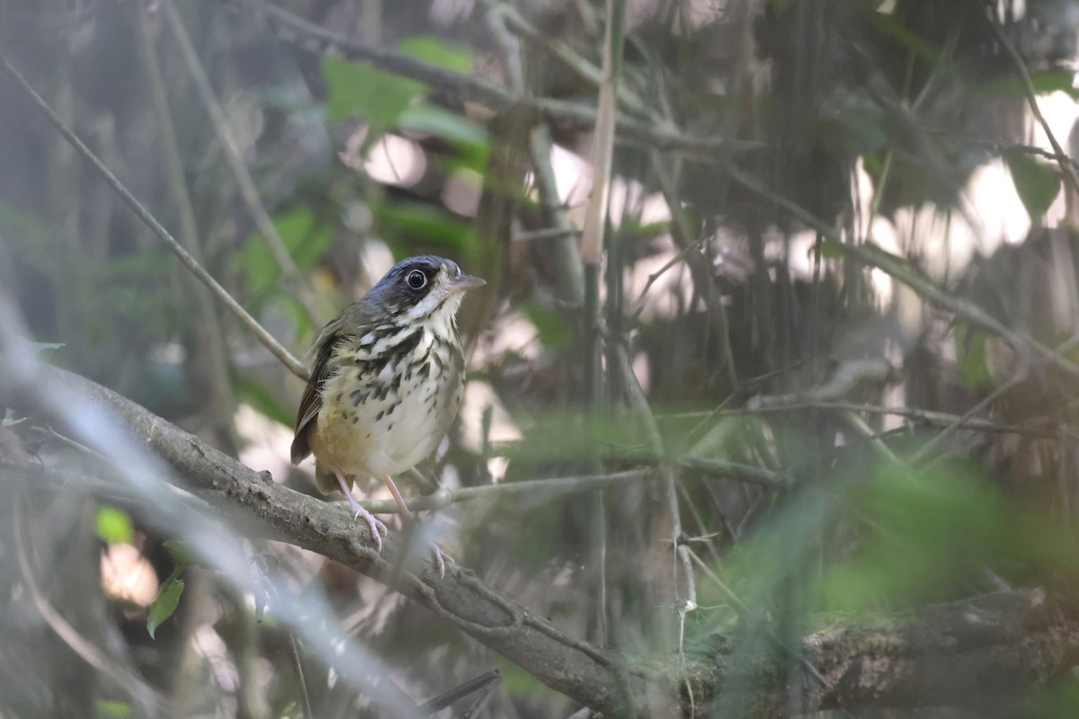 Masked Antpitta - ML622865640