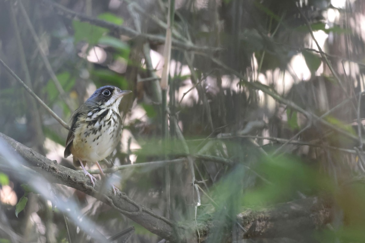 Masked Antpitta - Daniel Branch