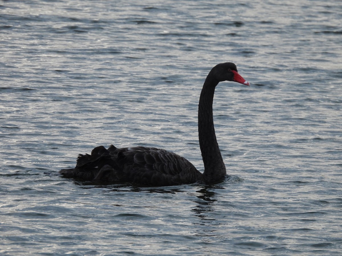 Black Swan - ML622865659