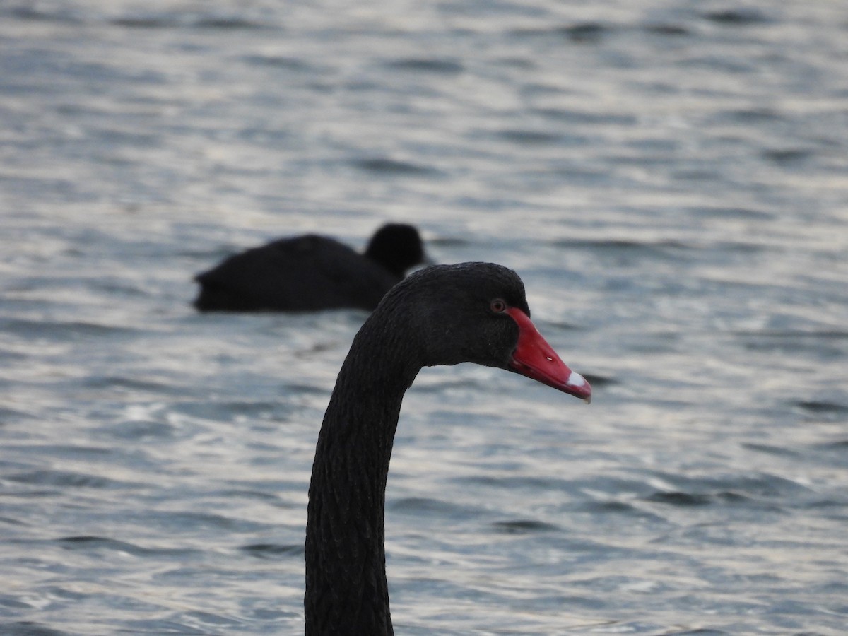 Black Swan - ML622865660