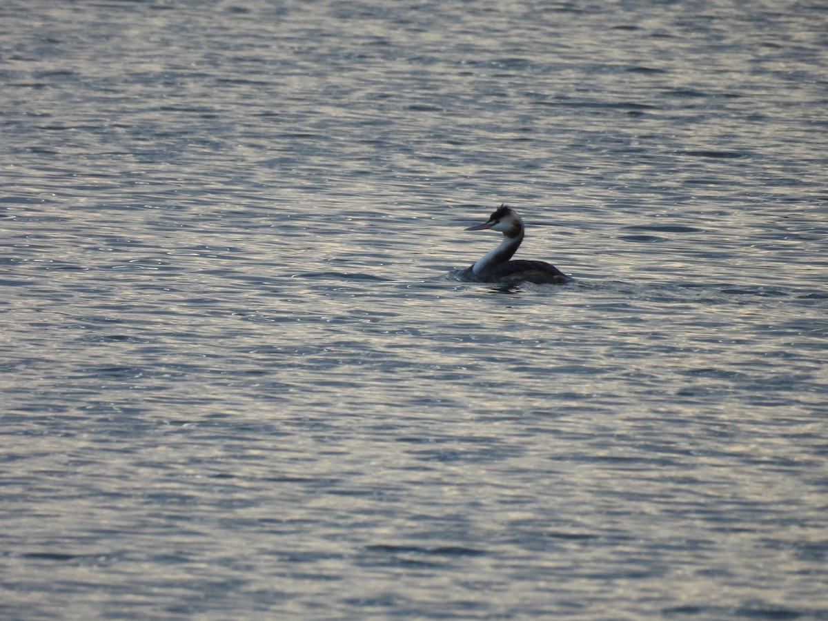 Great Crested Grebe - ML622865661