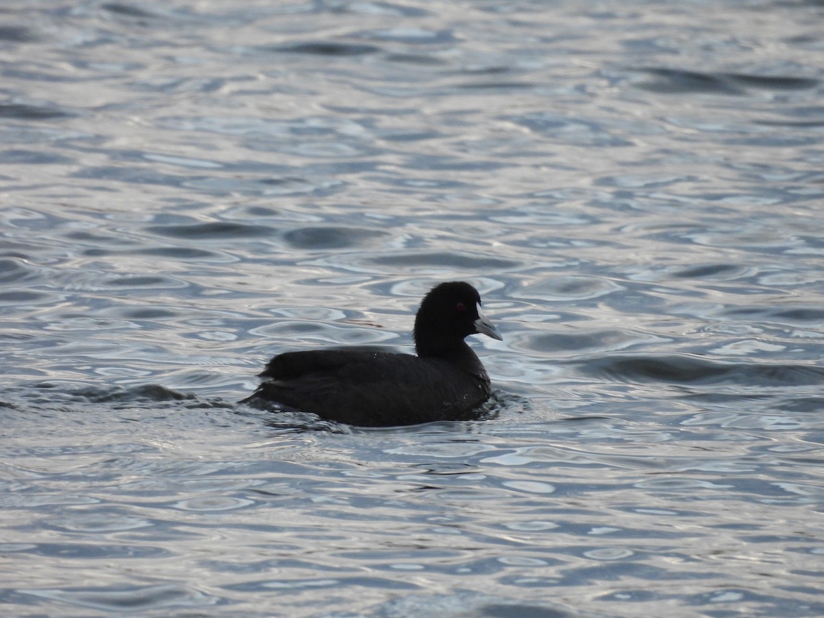 Eurasian Coot - ML622865664