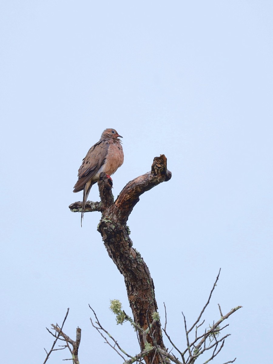 Mourning Dove - ML622865665