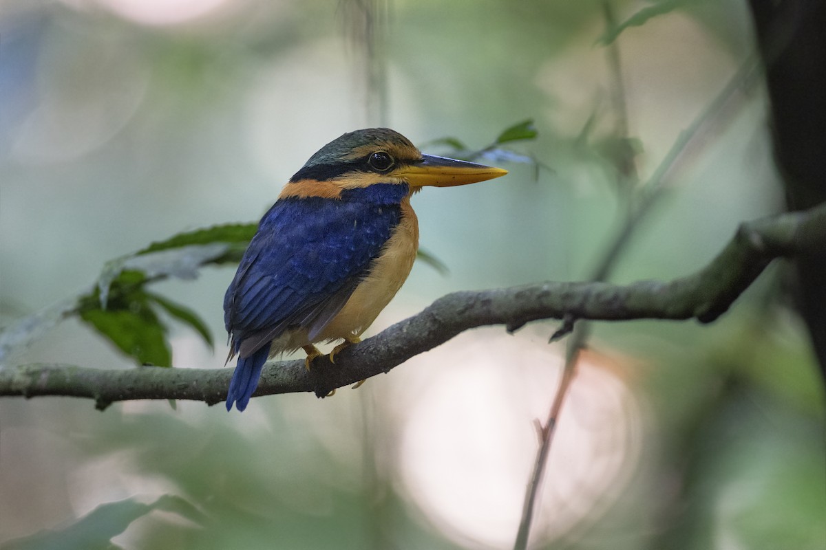 Rufous-collared Kingfisher - ML622865691