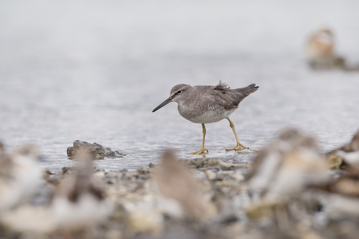 Gray-tailed Tattler - Jan-Peter  Kelder