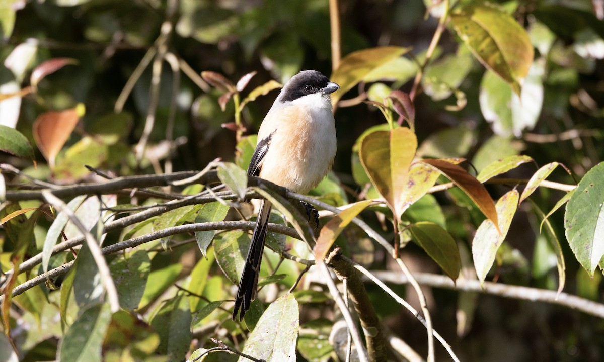 Long-tailed Shrike - ML622865737