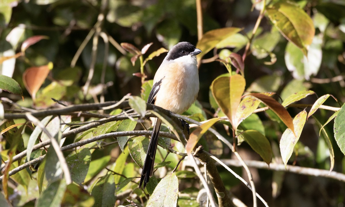 Long-tailed Shrike - ML622865738