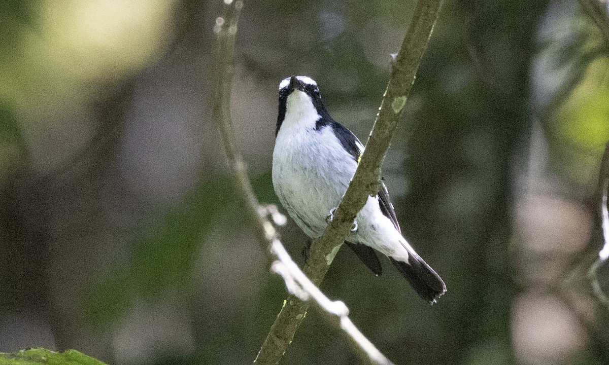 Little Pied Flycatcher - ML622865743