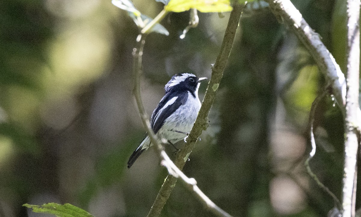 Little Pied Flycatcher - ML622865744