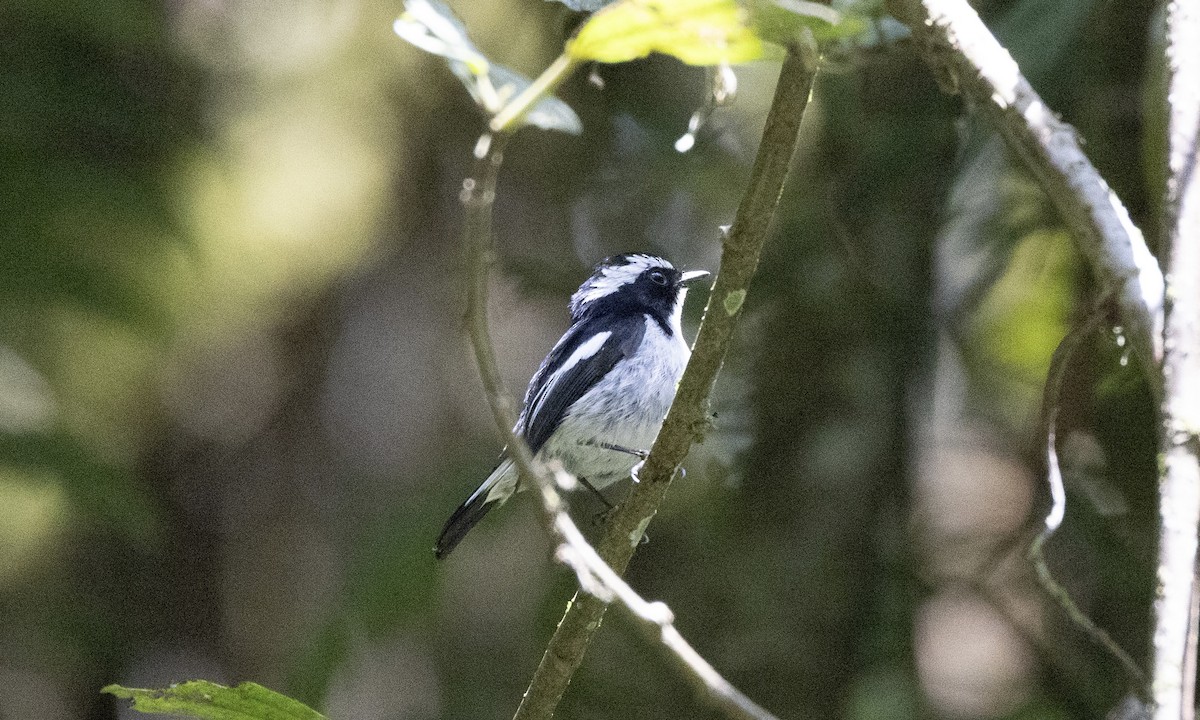 Little Pied Flycatcher - ML622865745