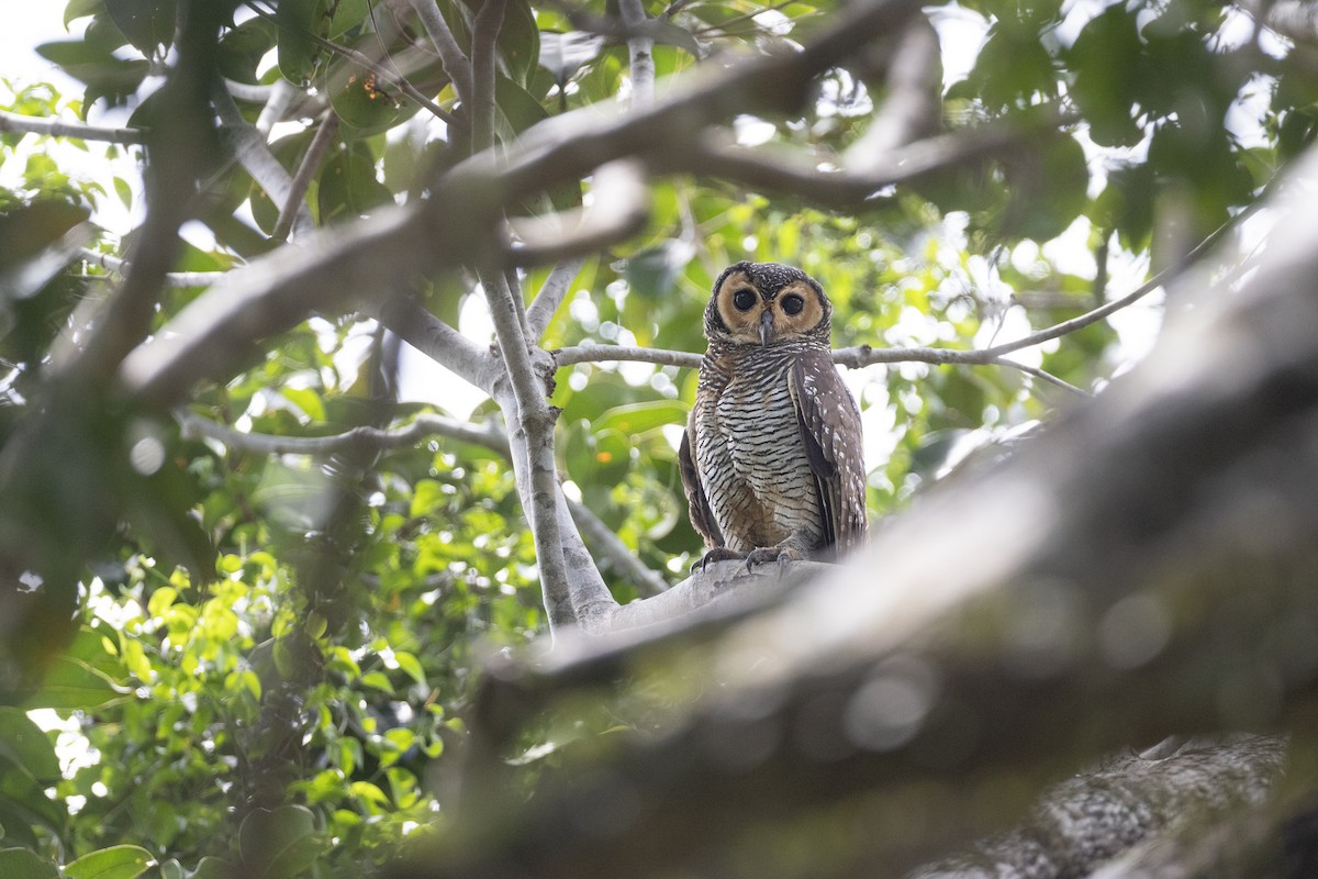 Spotted Wood-Owl - Jan-Peter  Kelder