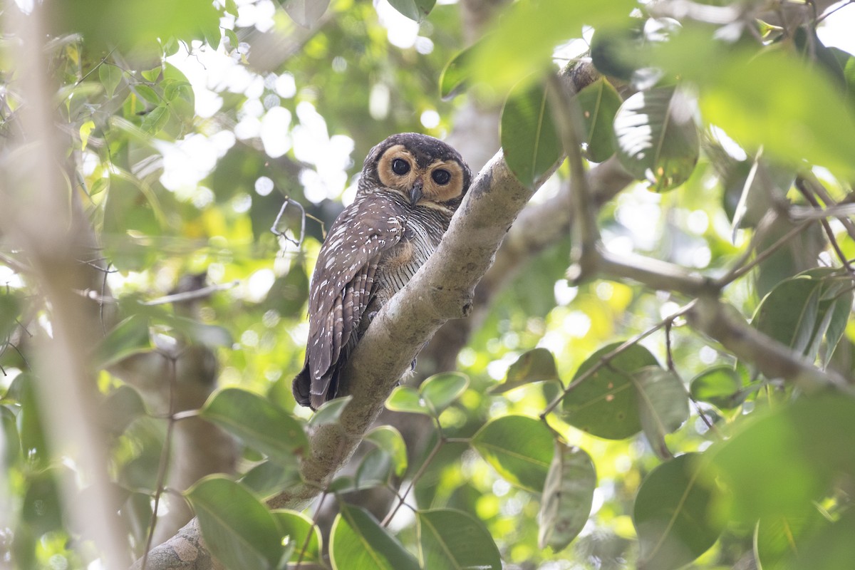 Spotted Wood-Owl - ML622865754