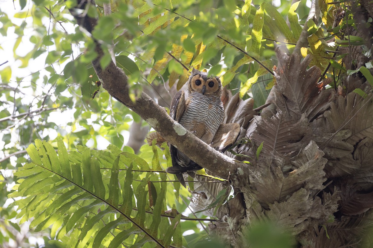 Spotted Wood-Owl - ML622865769