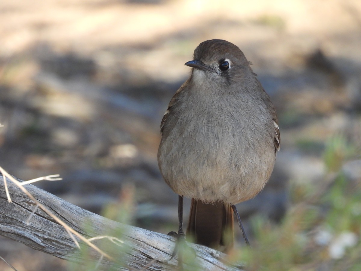 Southern Scrub-Robin - ML622865770