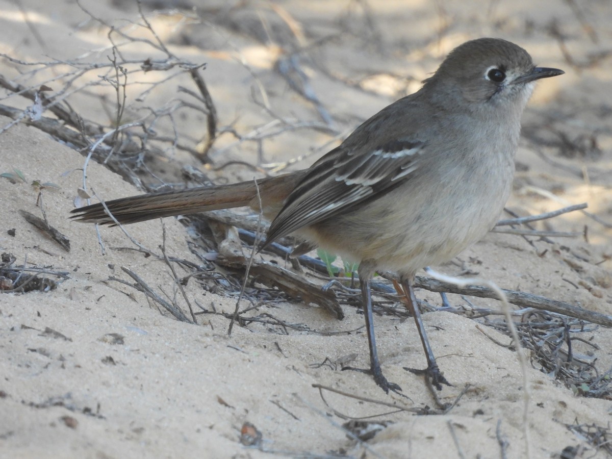 Southern Scrub-Robin - ML622865771