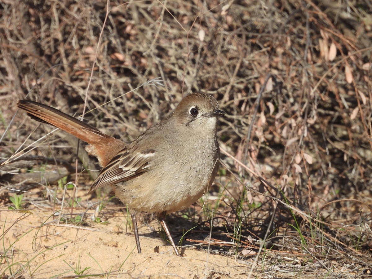 Southern Scrub-Robin - ML622865772