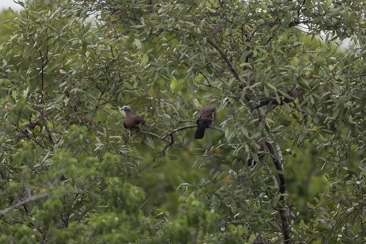 Pale-capped Pigeon - Jan-Peter  Kelder