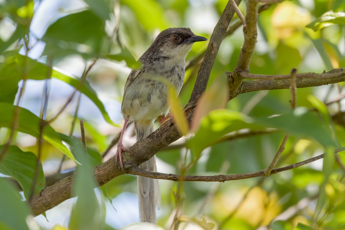 Himalayan Prinia - ML622865785