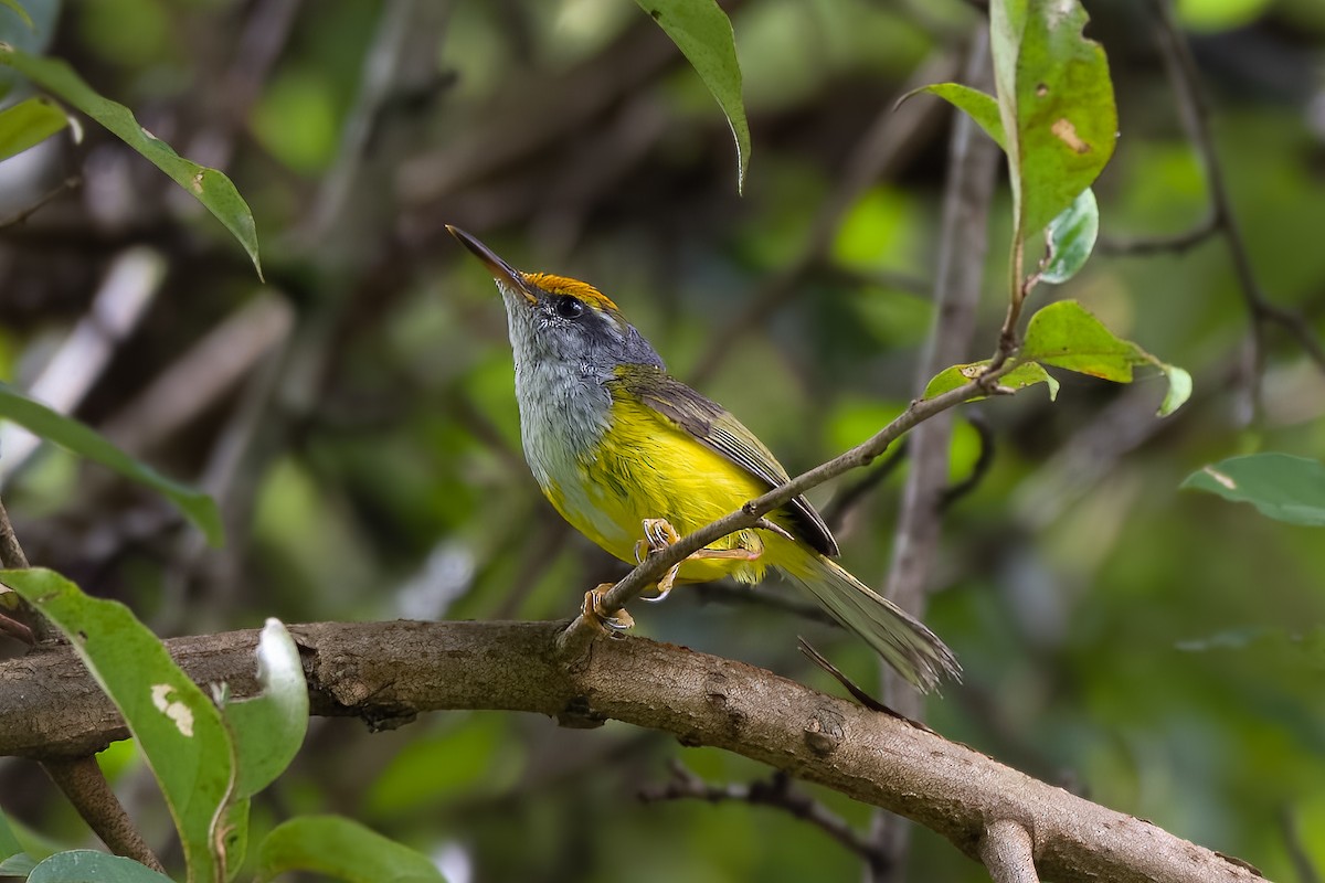 Mountain Tailorbird - ML622865806